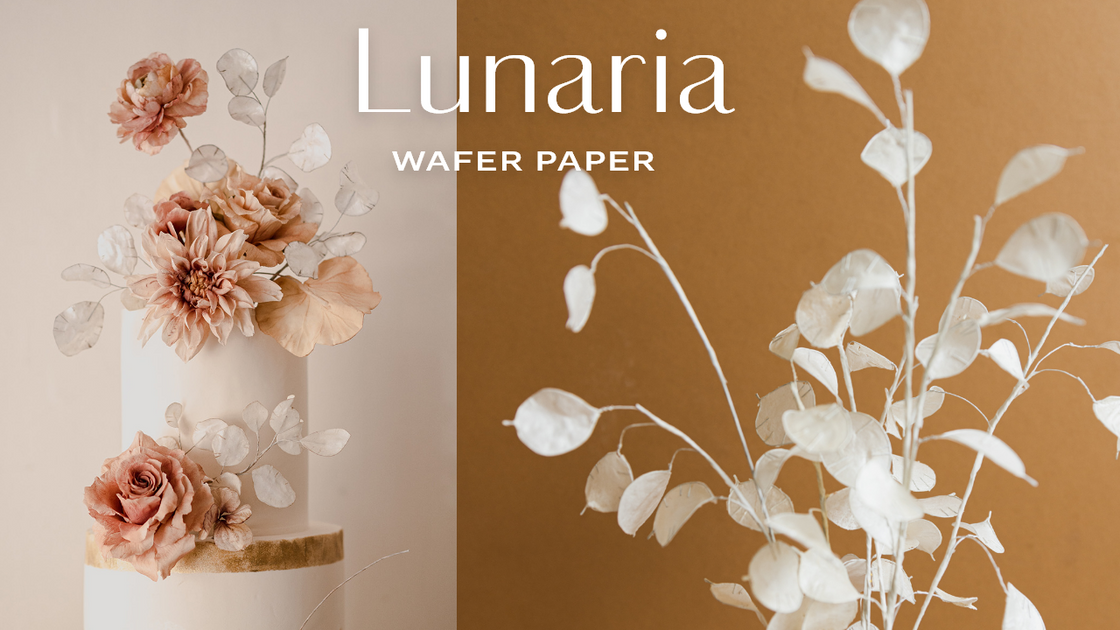 Wafer paper flowers and finding beauty in slow growth — Olivia